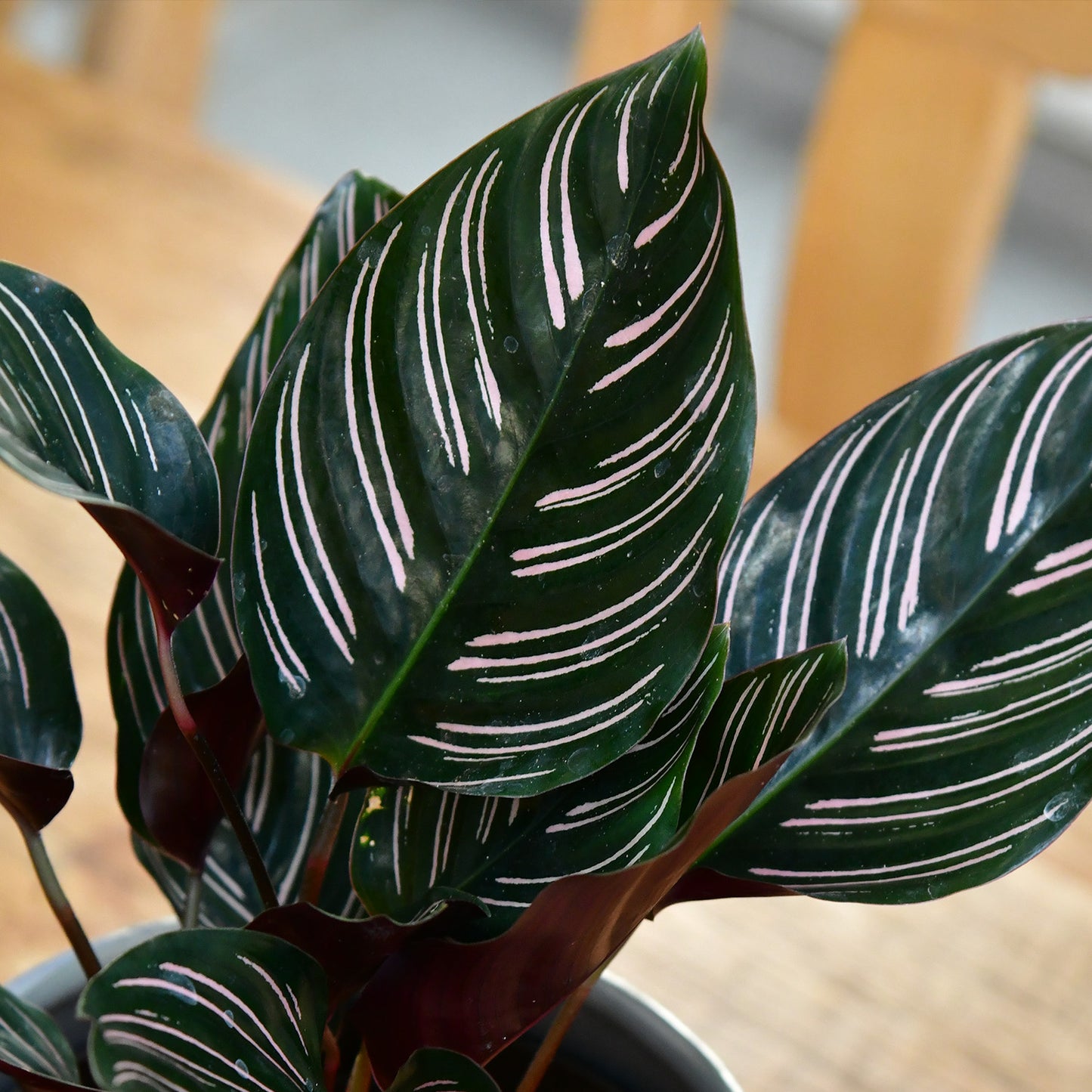 Calathea in Pink