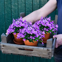 3er Box Lila Glockenblumen