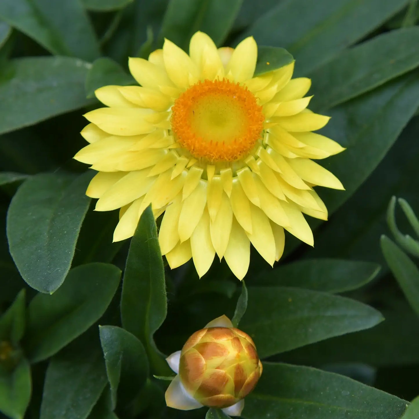 Große, schöne, gelbe Blüte einer Strohblume