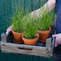 3er Box Grünes Carex Gras