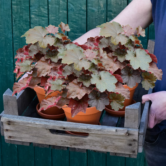 3er Box Bordeaux Purpurglöckchen