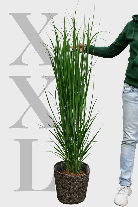 XXL Ruten Hirse Gras, 150-160cm
