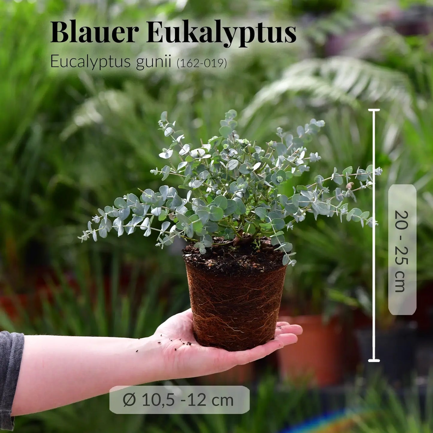 2er Box Eukalyptus Pflanzen