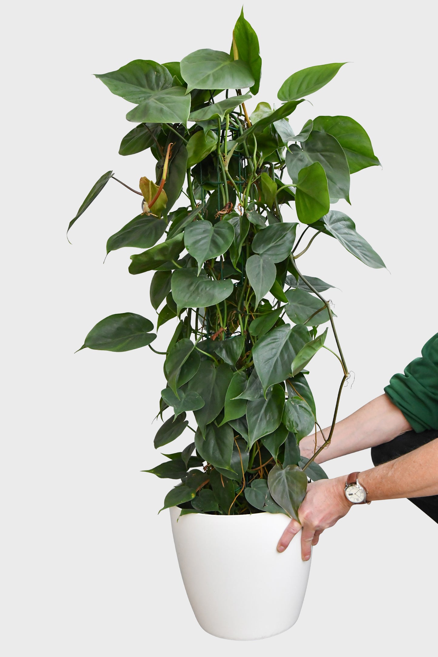 XXL Kletterphilodendron 130cm