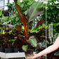 rote Bananenpflanze Musa Ensete Maurelli dekorativ Gärtnerbild 
