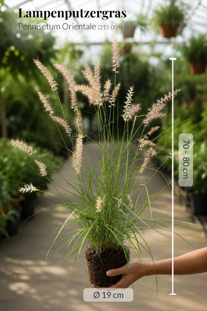 Großes Pennisetum Orientale Gras
