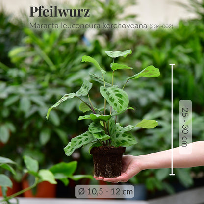 6er Pflanzenbox Cat Fun