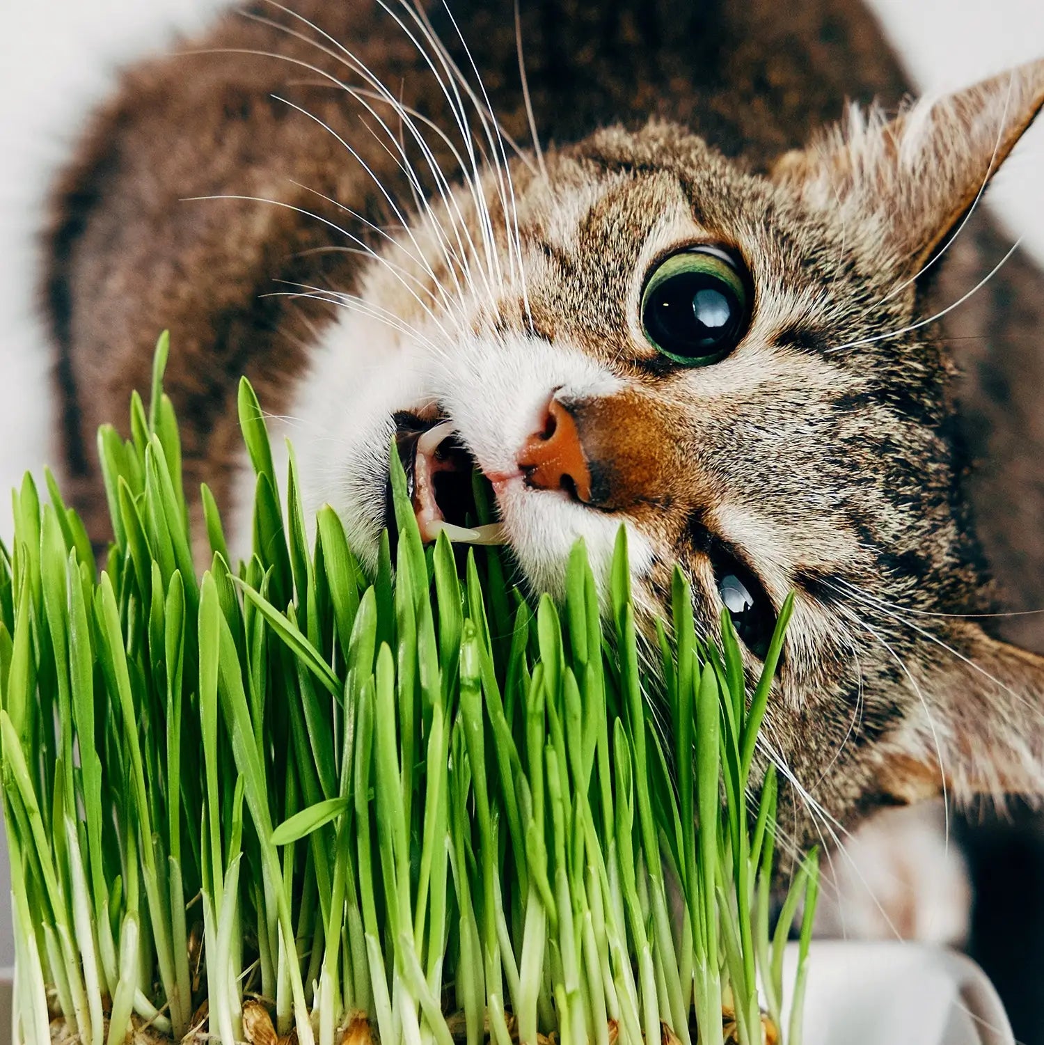 Katze knabbert begeistert an Weizengras