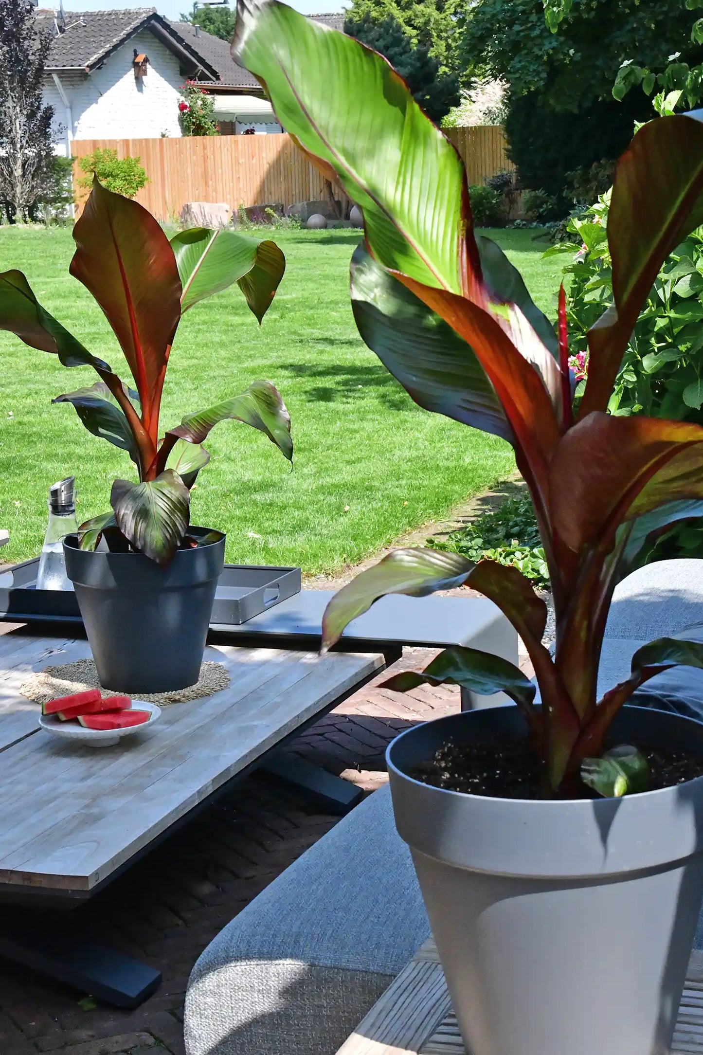 Rote Bananenpflanze mit Pflanzkübel und Gratis Erde