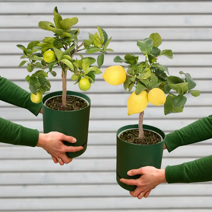 Zitronenbaum Set für Draußen mit Limetten - und Zitronenbaum mit Früchten