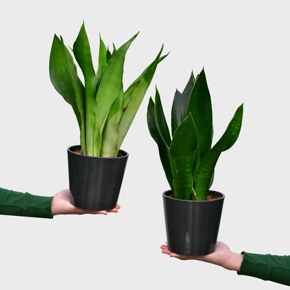 Sansevieria Diamond und Sansevieria Moonshine frisch beim Gärtner bestellen