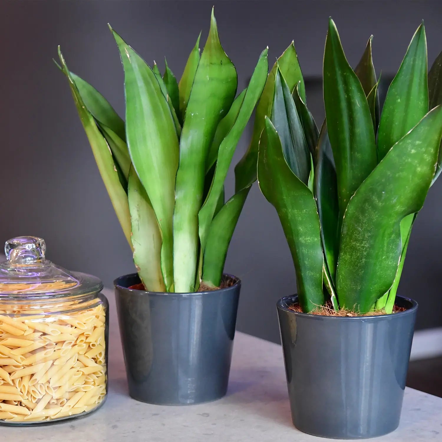 Fensterbank Set Zimmerpflanzen Sansevieria in der Küche mit Nudeln