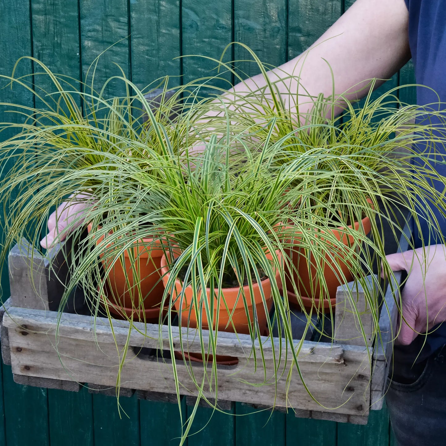 Frische Carex Gräser Pflanzen in Tontöpfen frisch beim Gärtner kaufen