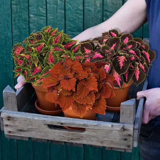 3er Box frische Coleus Pflanzen direkt vom Gärtner kaufen