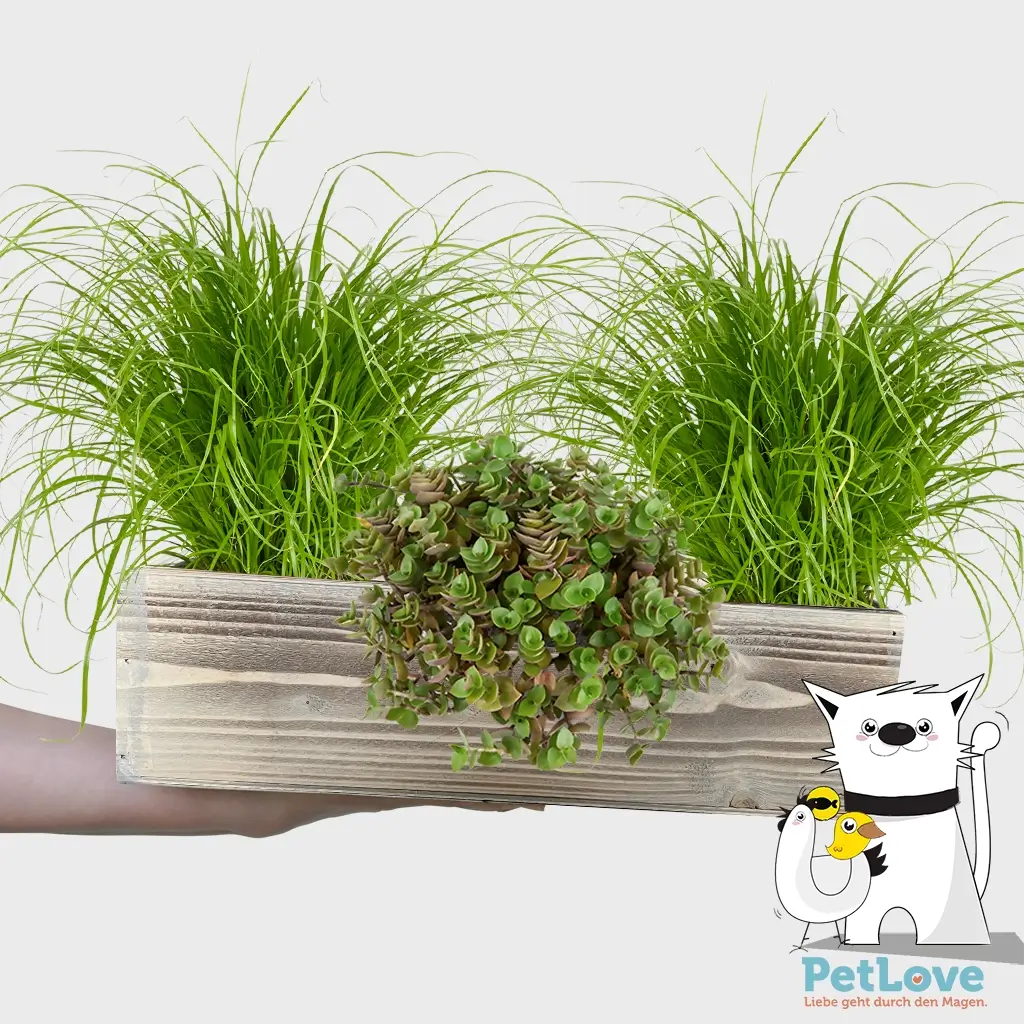 PetLove Holzkiste Set für Katzen