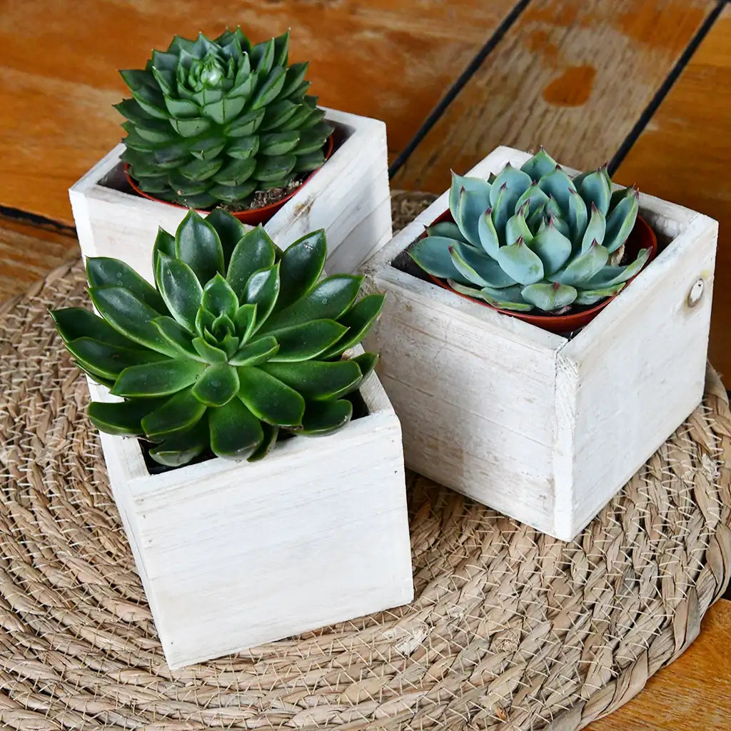 3er Set Holzkistchen 10cm