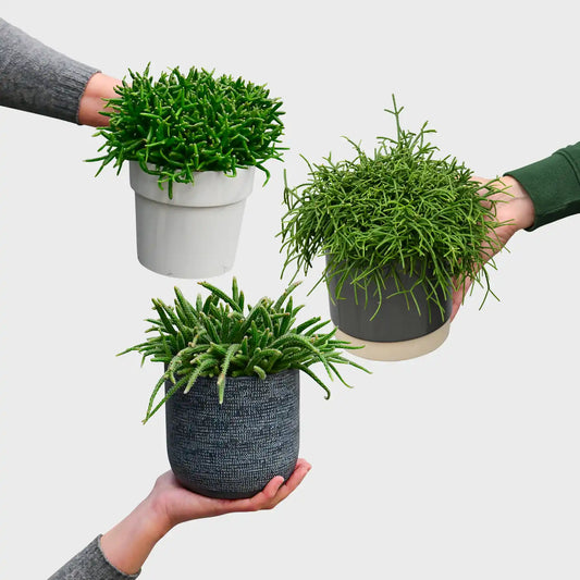 3er Box Rio Rhipsalis