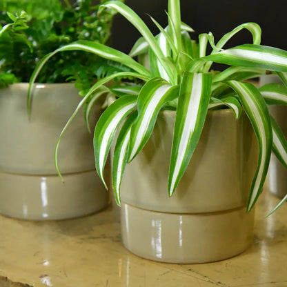 tierfreundliche Babypflanzen in pastellgrünen Keramiktöpfen auf dem Esstisch 