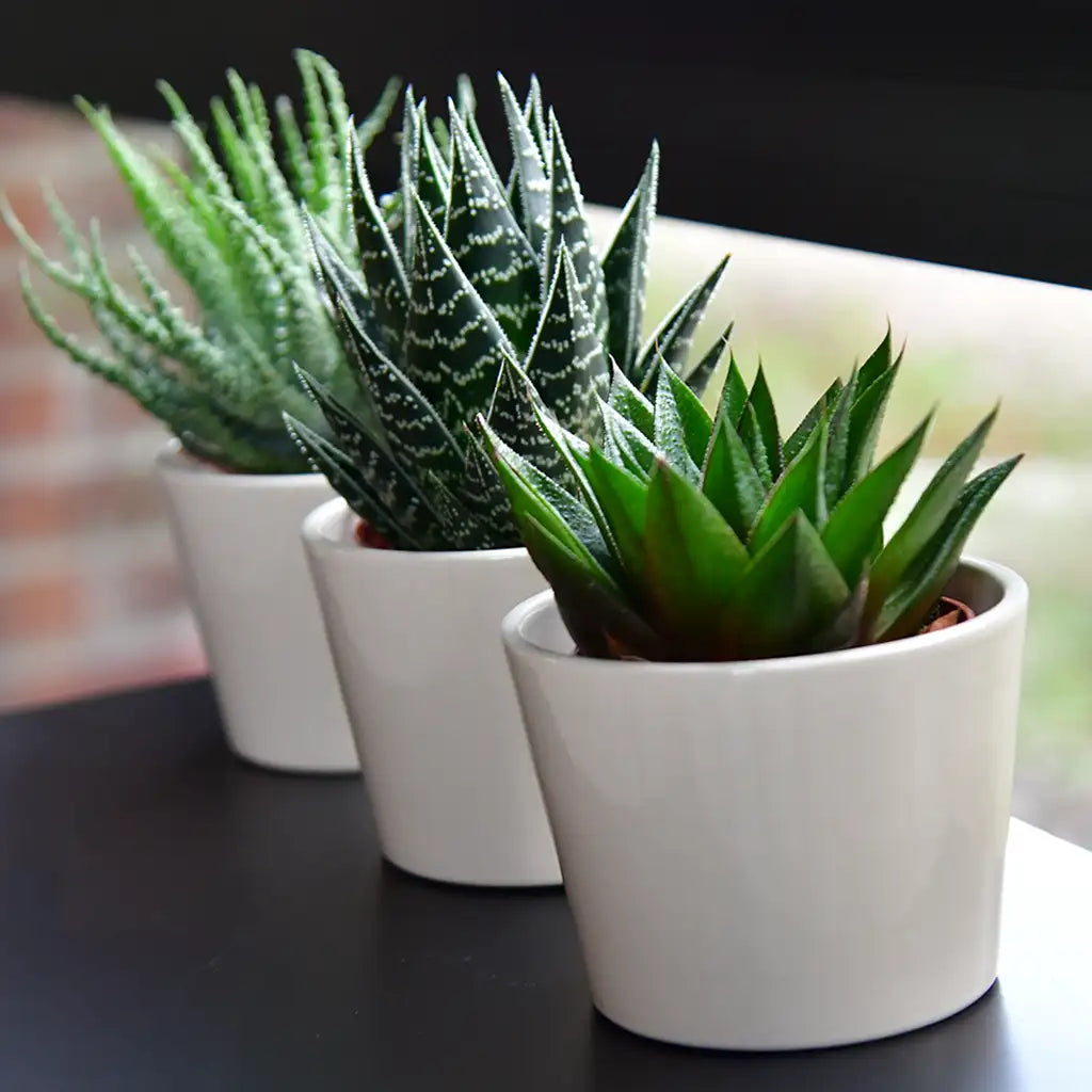 3er Set Keramiktopf Mini Lina 10cm Creme Weiß