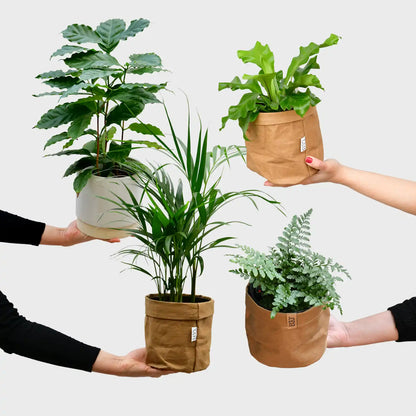 4er Box Hydro Katzentraum