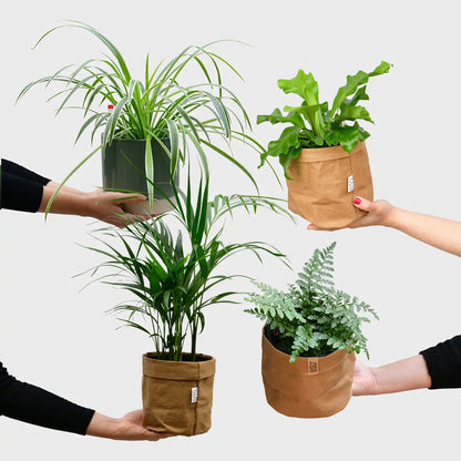 4er Box Hydro Katzentraum