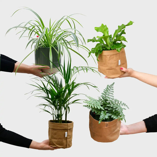 4er Box Hydro Katzentraum