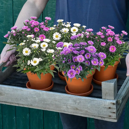 5er Box bunt gemischte farbenfrohe tierfreundliche Astern frisch vom Gärtner kaufen