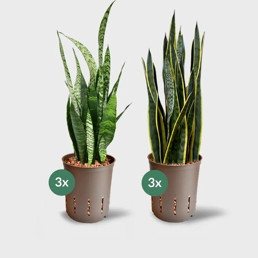 Sansevieria laurentii und sansevieria zeylanica in Hydrokultur