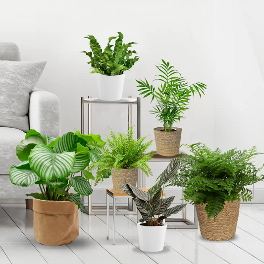 6er Box Tierfreunde für wenig Licht