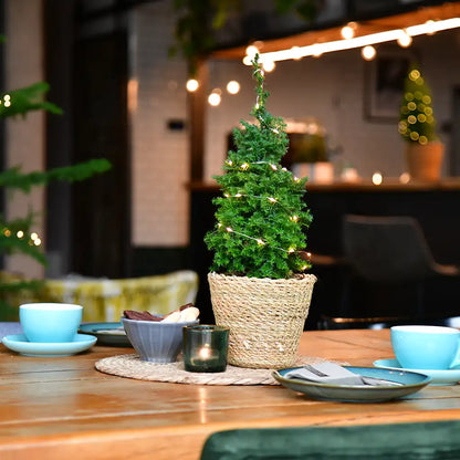 3er Box Tisch-Weihnachtsbäume