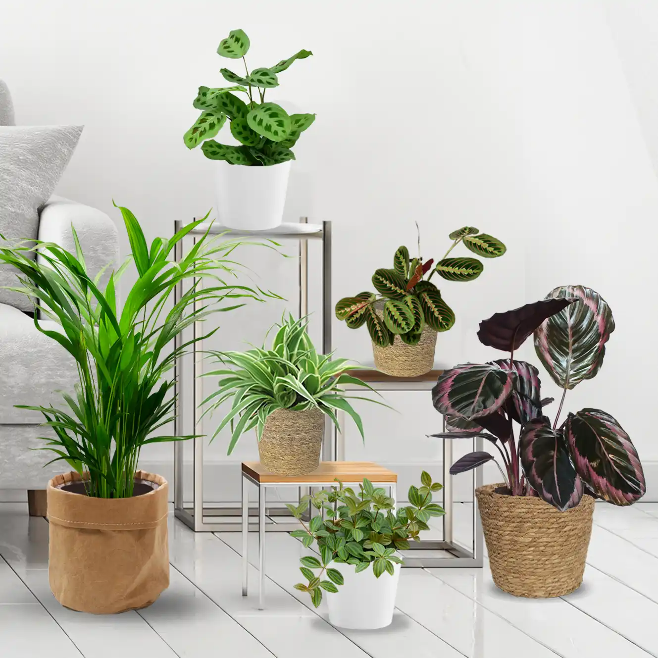 6er Pflanzenbox Cat Fun