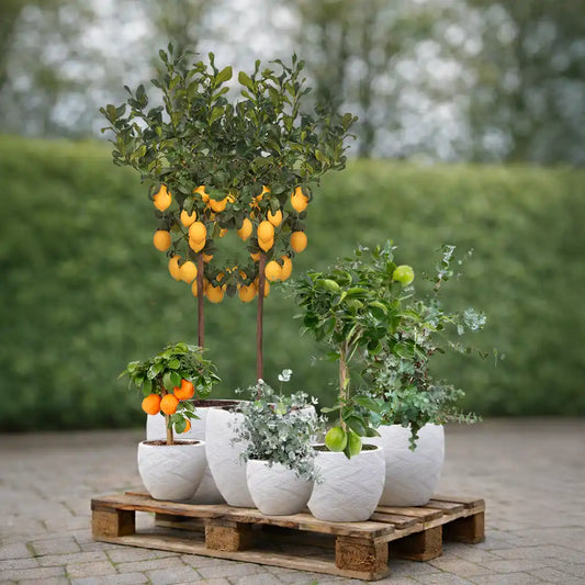 Palettenset 6er Zitronenbaum Mix XL in Dayton
