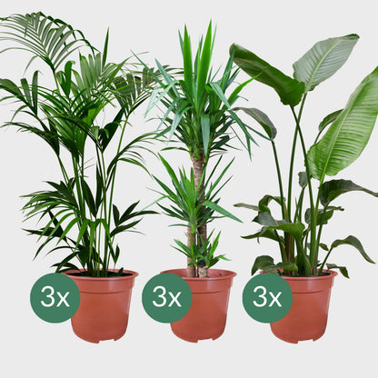 9er Set XXL Büropflanzen Palmen