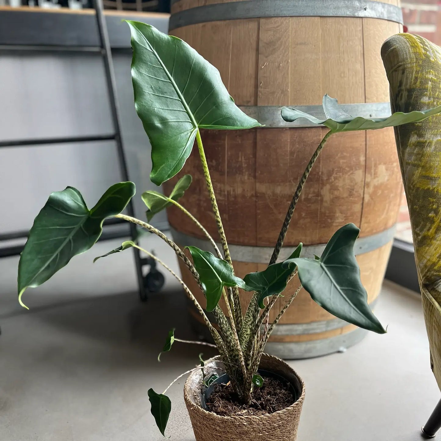 Alocasia zebrina steht in der Scheune vor einem Fass