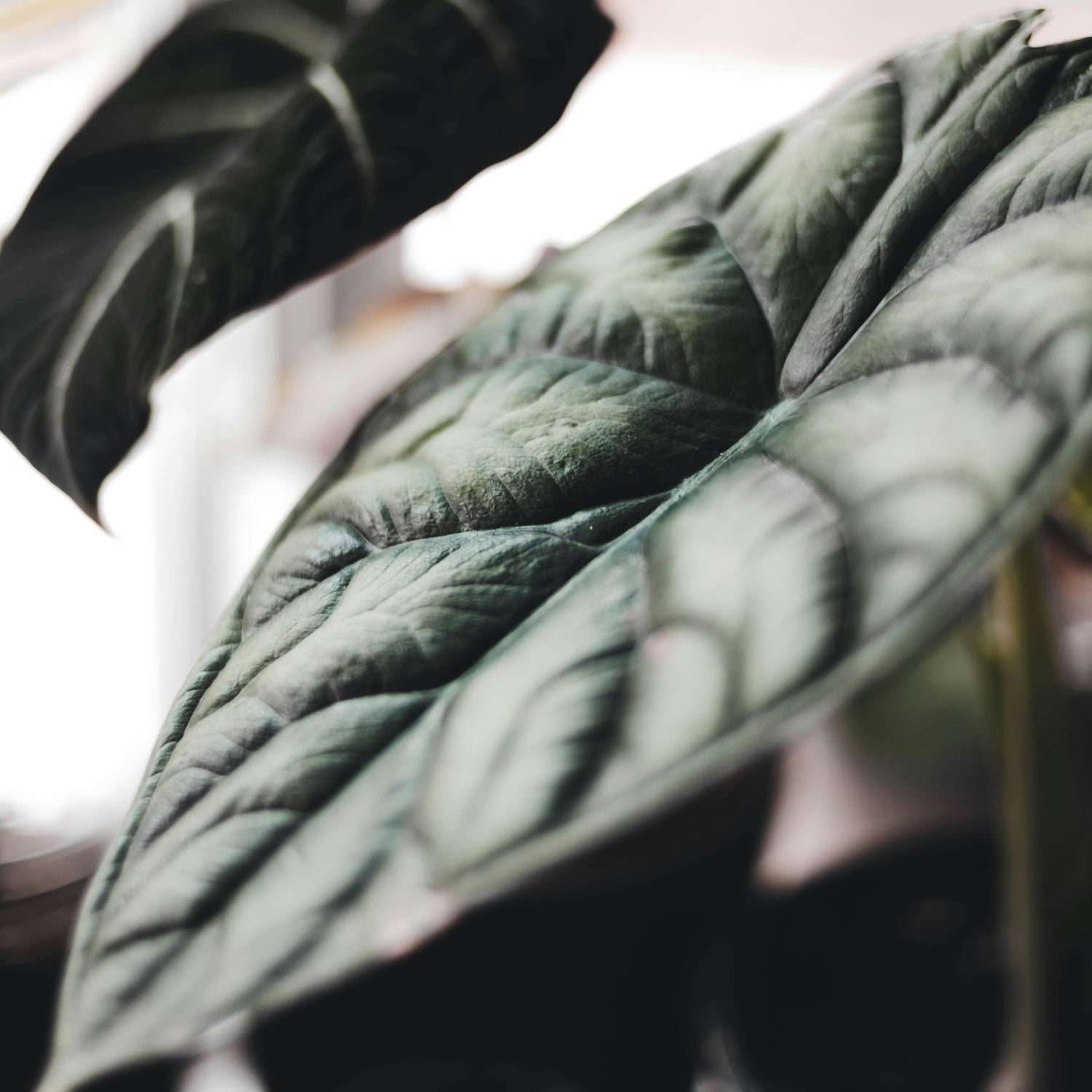 Alocasia Dragon Scale nahaufnahme Blatt