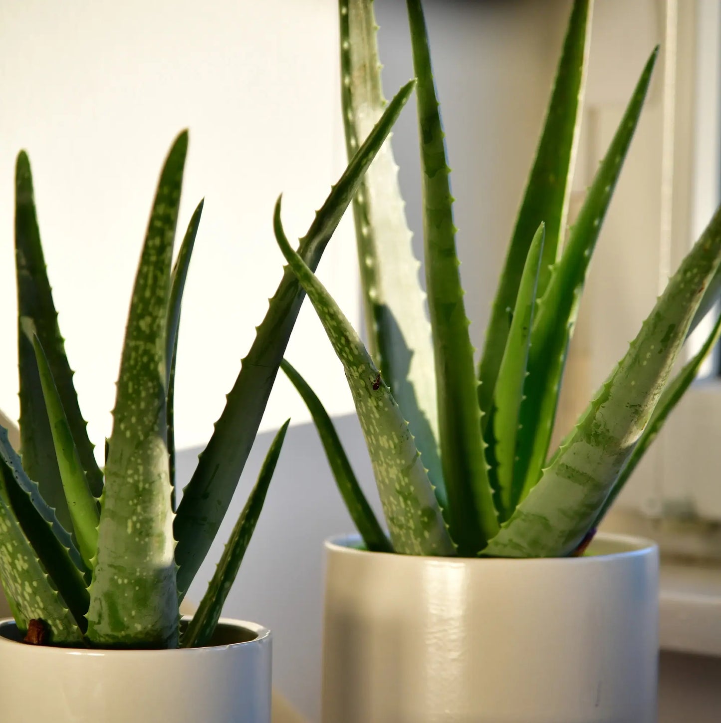 2 frische Aloe Pflanzen in weißen Keramiktöpfen bei stimmungsvollem Sonnenlicht