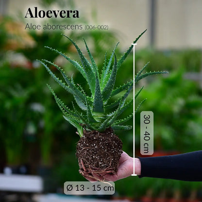 Aloevera Pflanze mit gesunden Wurzeln direkt beim Gärtner