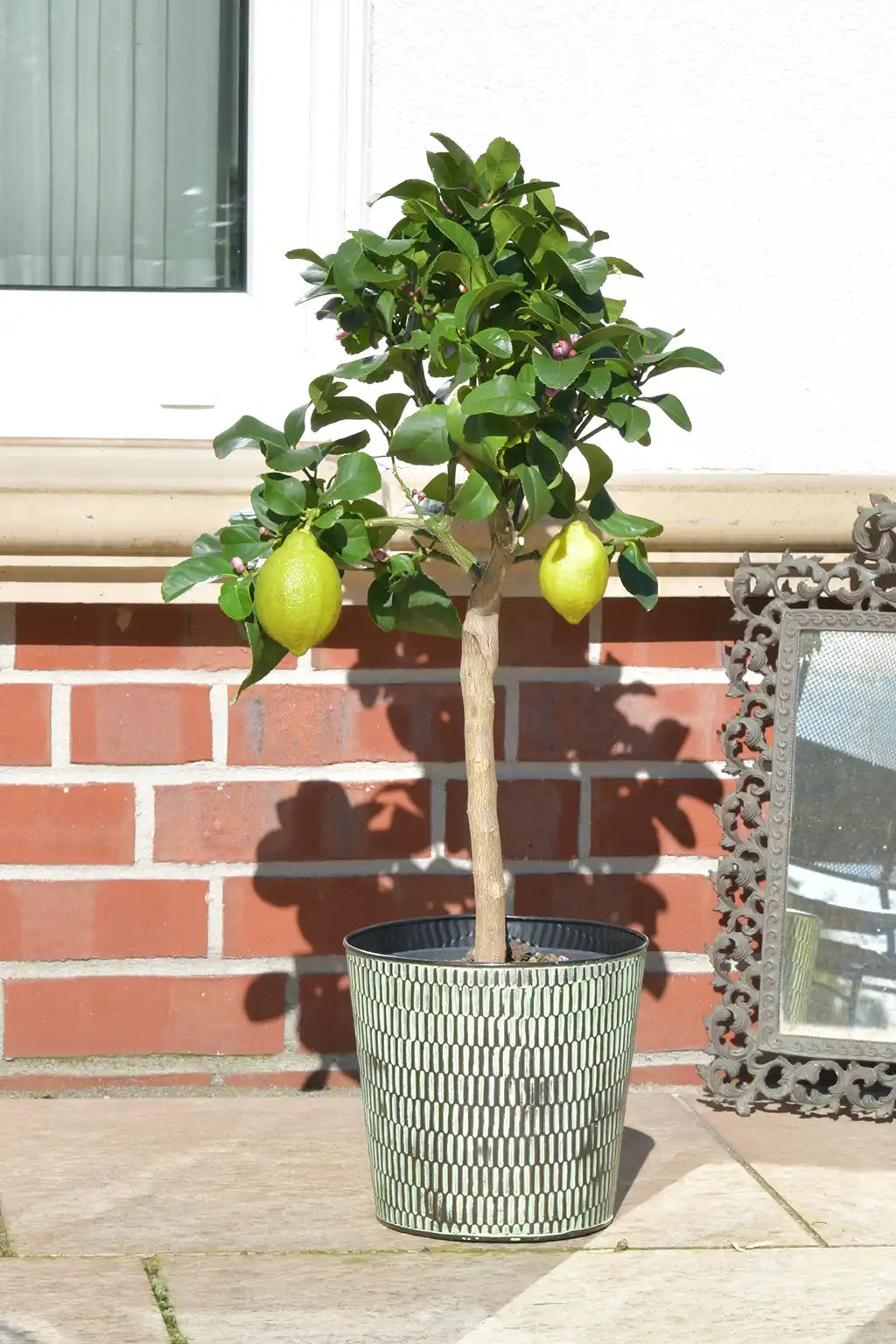 Großer Zitronenbaum