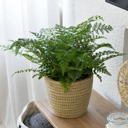 Tierfreundlicher Anfängerfarn auf Sideboard im Wohnzimmer