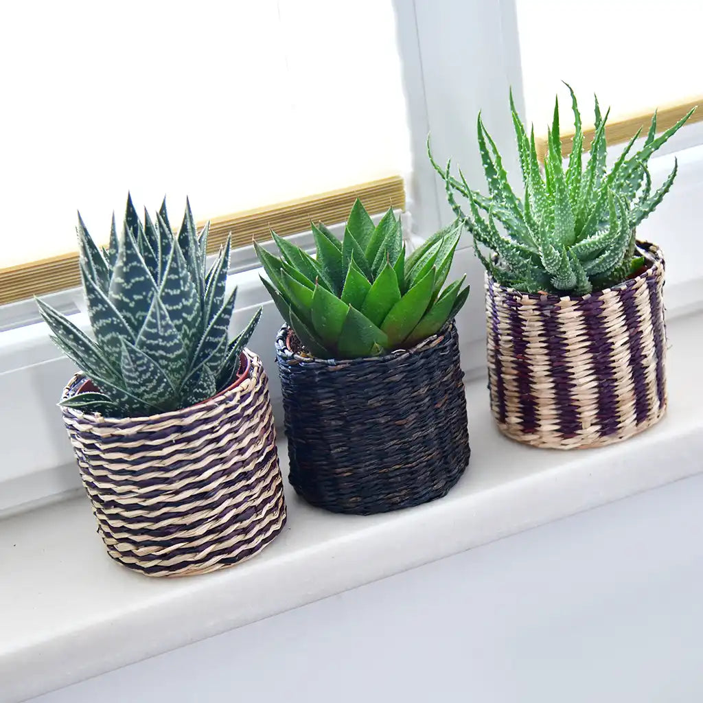 Babypflanze Trio Badezimmer Aloevera
