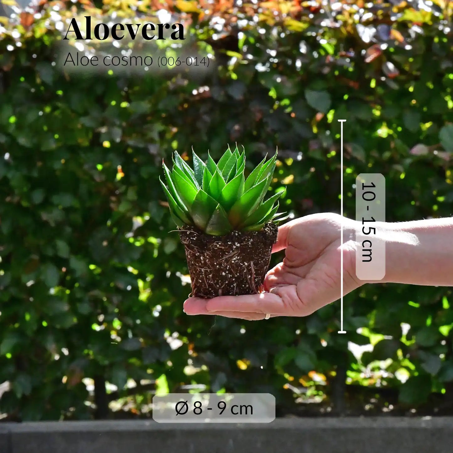 Babypflanze Trio Badezimmer Aloevera
