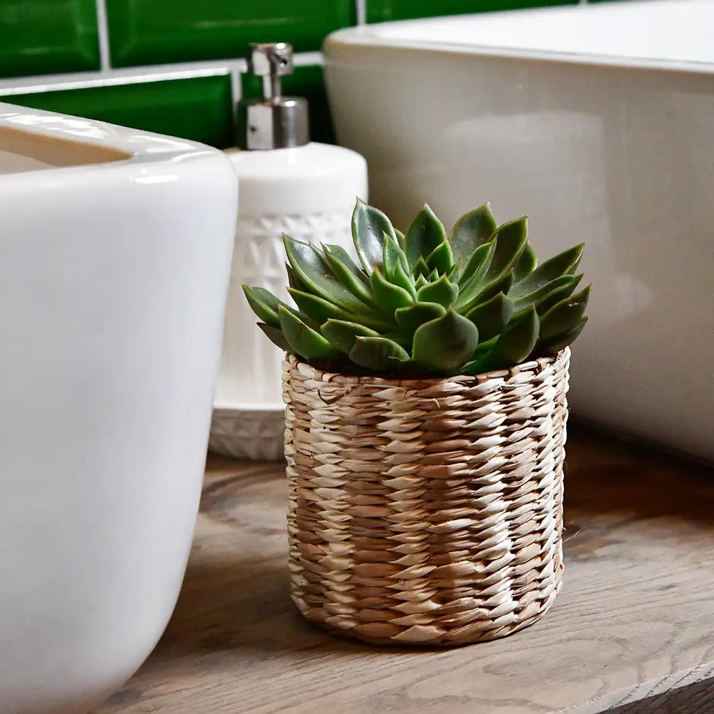 Babypflanze Trio Badezimmer Rosetten Sukkulenten