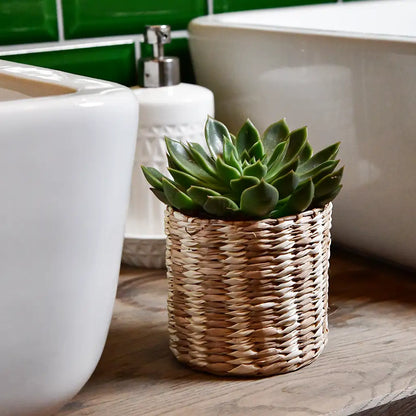 Babypflanze Trio Badezimmer Rosetten Sukkulenten