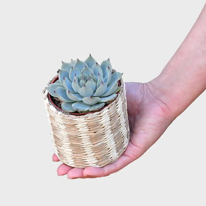 Mix & Match Tierfreundliche Babypflanzen