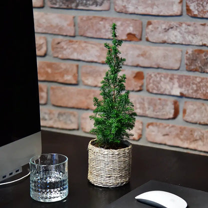 Babypflanzen Trio Weihnachtsbaum