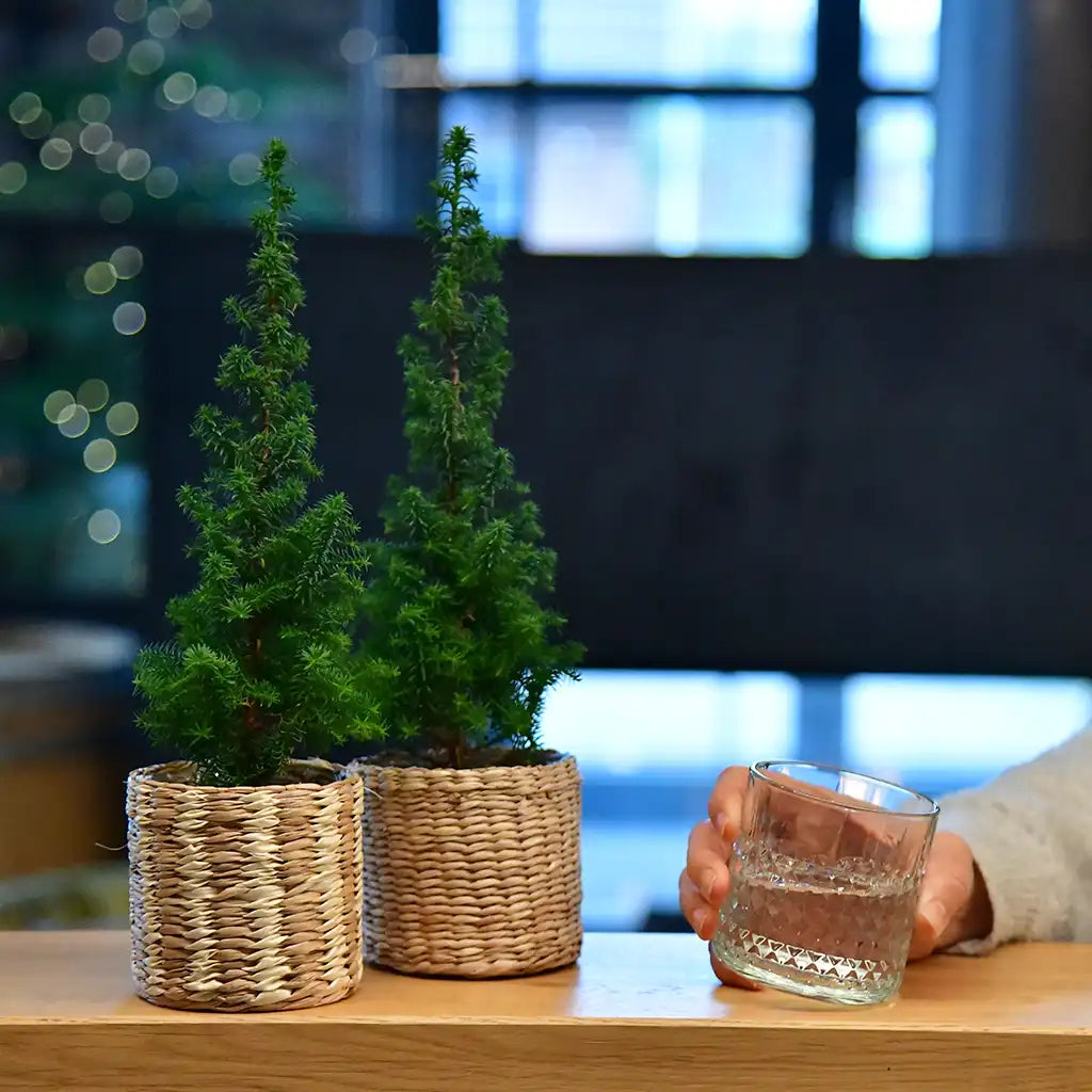 Babypflanzen Trio Weihnachtsbaum