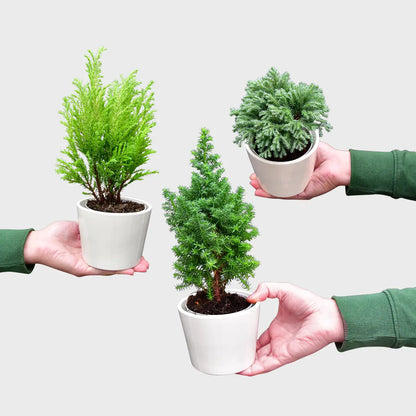 Babypflanzen Trio Weihnachtsbaum Mix