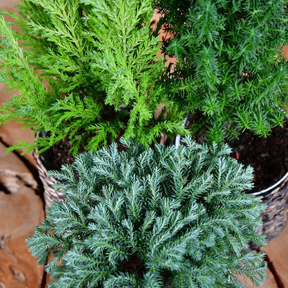 Babypflanzen Trio Weihnachtsbaum Mix