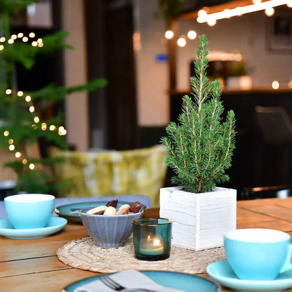 Babypflanzen Trio tierfreundliche Weihnachtsbäume