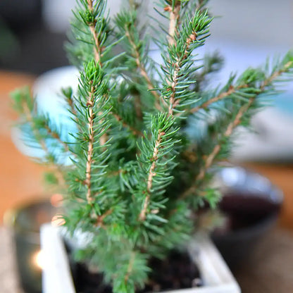 Babypflanzen Trio tierfreundliche Weihnachtsbäume